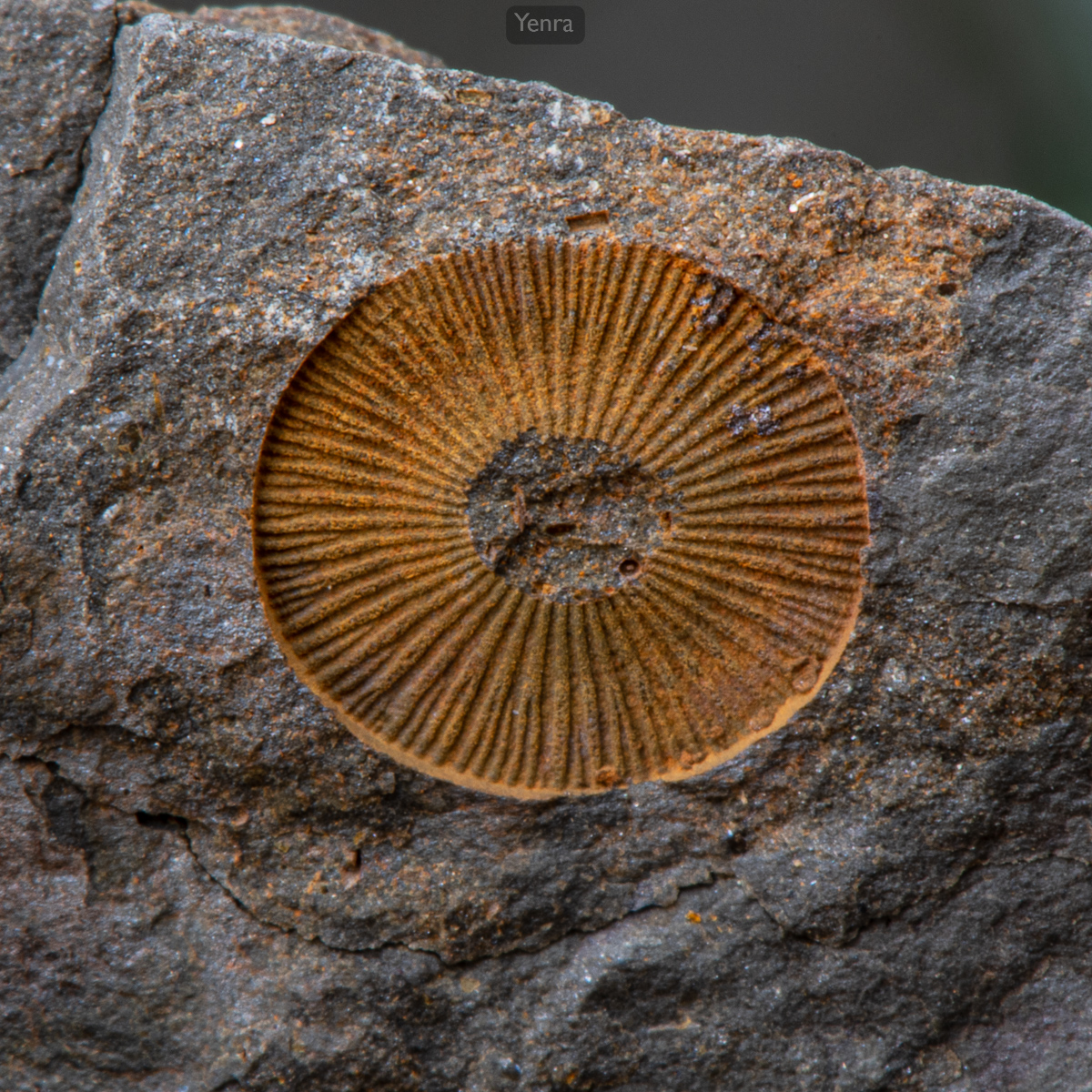 Devonian Fossils