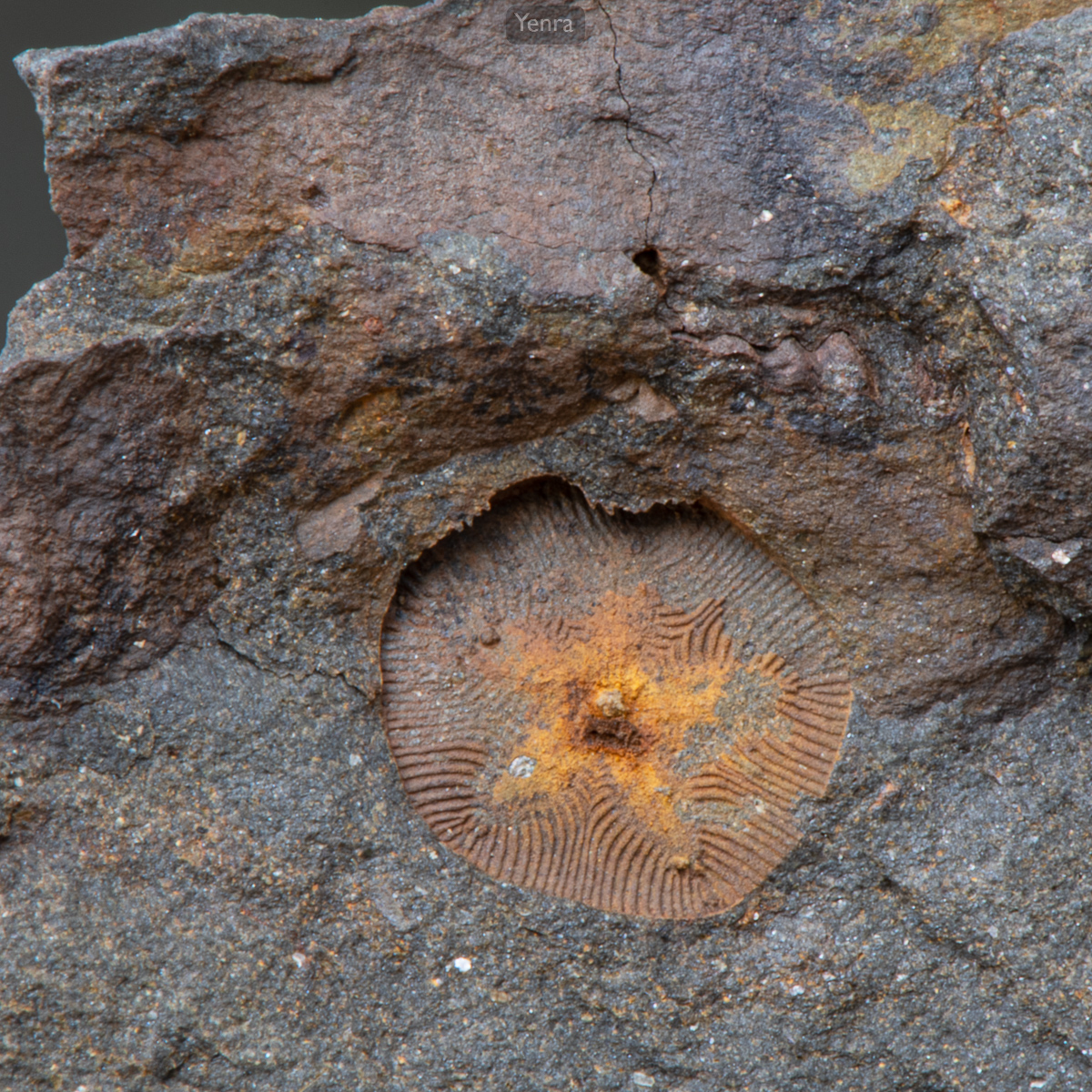 Devonian Fossils