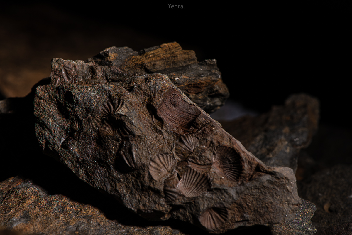 fossils-20190901-0054.jpg