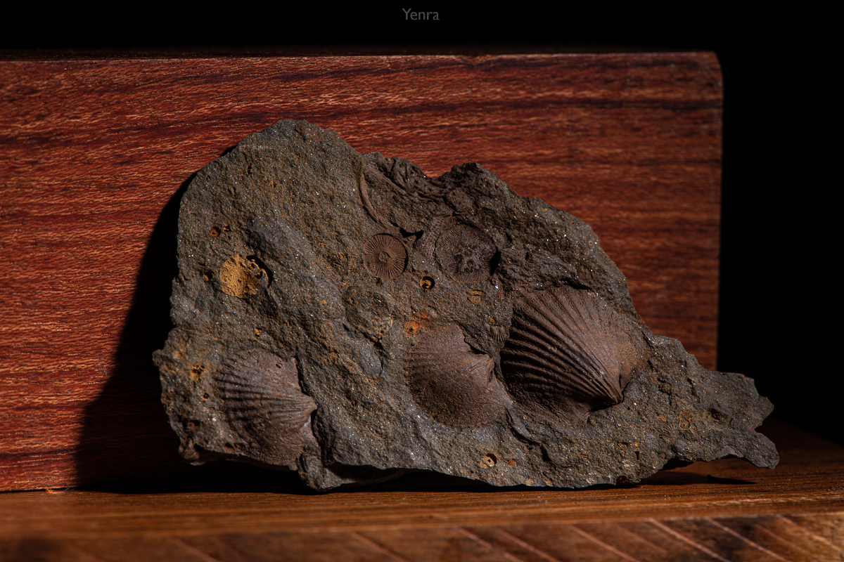 fossils-20190901-2420.jpg