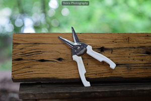 Scissors